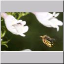 Anthidium manicatum - Grosse Wollbiene w12 10mm.jpg